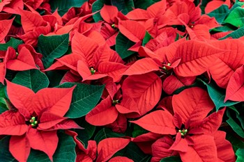 2025177 Longwood Gardens Christmas