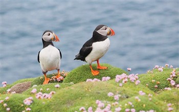 2027042 Puffins, Lobsters and Whales