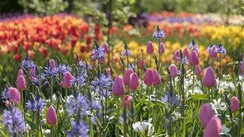 2023139 Spring at Longwood Gardens with Lunch