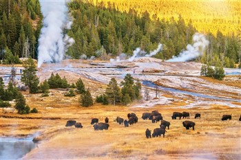2026002 Yellowstone, Grand Tetons & Jackson Hole